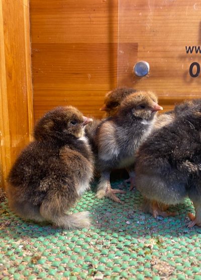 Gold Laced Brahma 2026