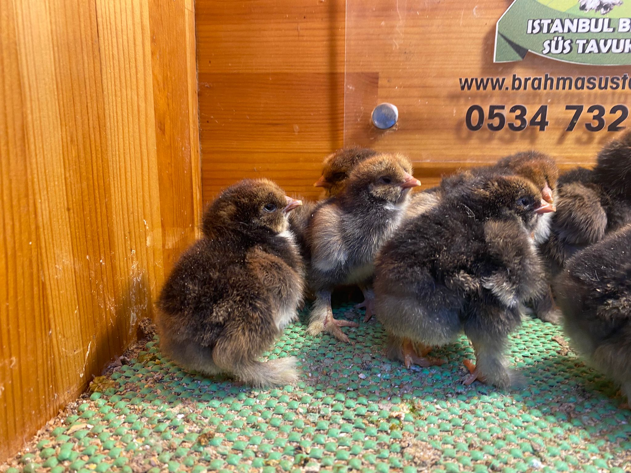 Gold Laced Brahma Civciv 2026 İstanbul Süs TAVUKLARI Gold Laced Brahma 2026