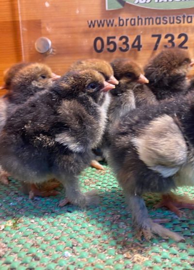 Gold Laced Brahma 2026