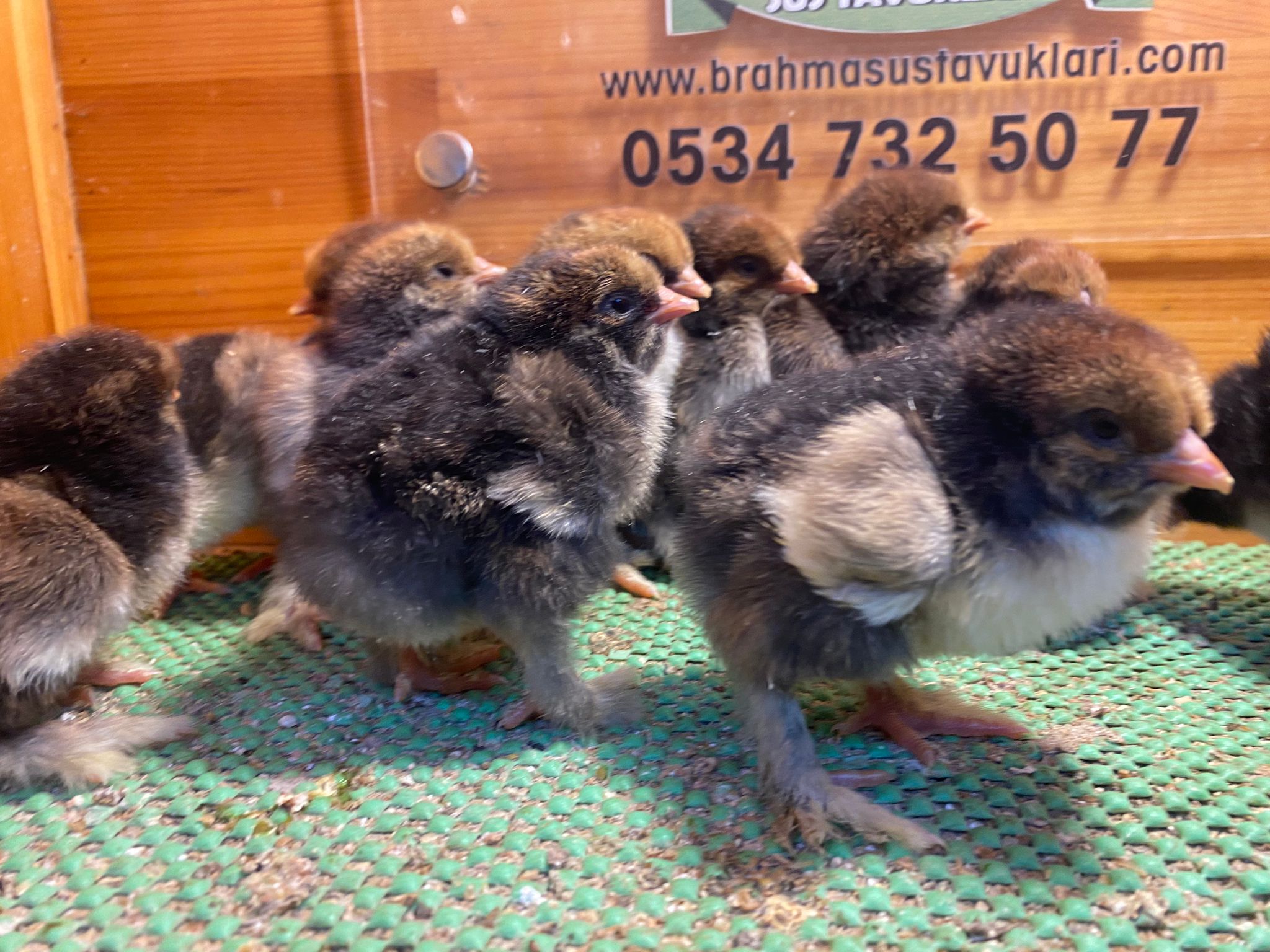 Gold Laced Brahma Civciv 2026 İstanbul Süs TAVUKLARI Gold Laced Brahma 2026