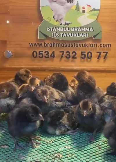 Gold Appenzeller Civciv 2026