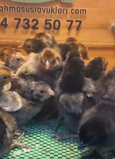 Gold Appenzeller Civciv 2026