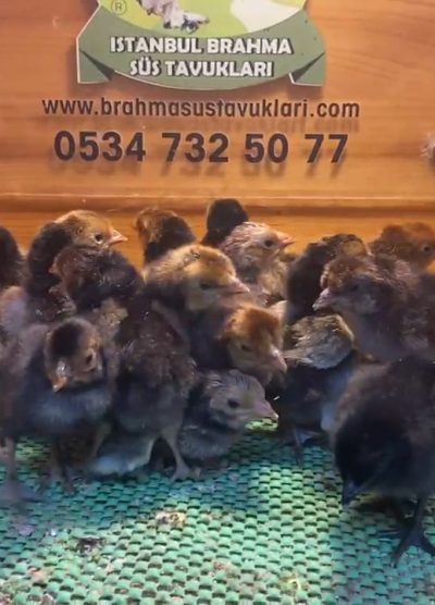 Gold Appenzeller Civciv 2026