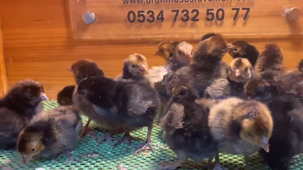 Gold Appenzeller Civciv 2026