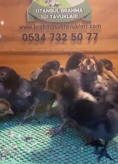 Gold Appenzeller Civciv 2026