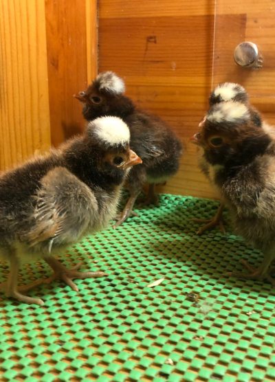 Gold Fizan Civciv 2026