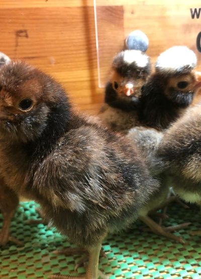 Gold Fizan Civciv 2026