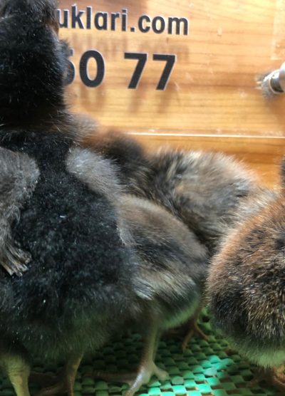 Gold Fizan Civciv 2026