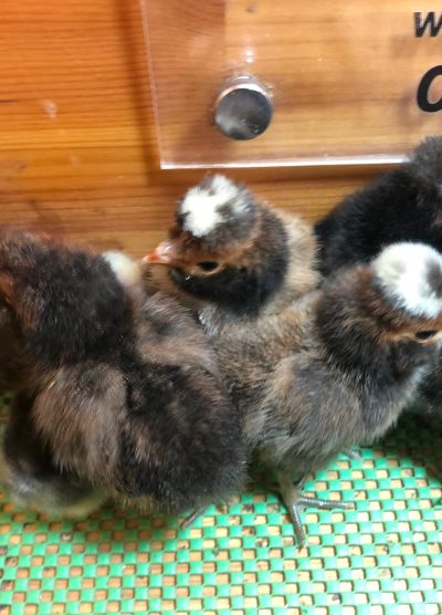 Gold Fizan Civciv 2026