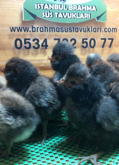 Gold Fizan Civciv 2026