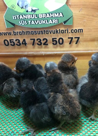 Gold Fizan Civciv 2026