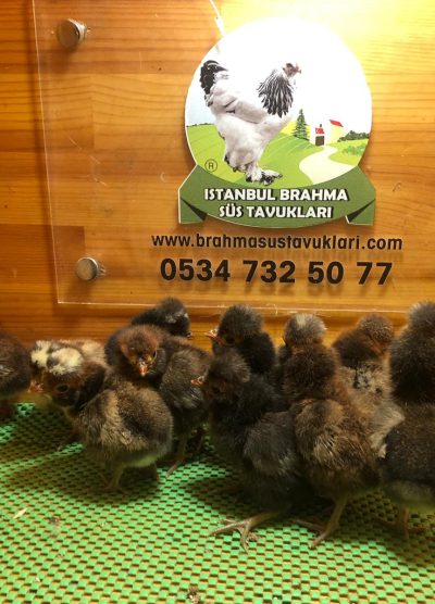 Gold Fizan Civciv 2026