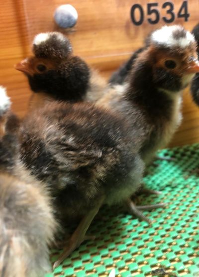 Gold Fizan Civciv 2026