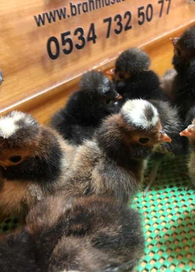 Gold Fizan Civciv 2026