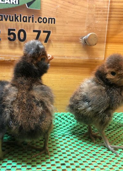 Gold Fizan Civciv 2026