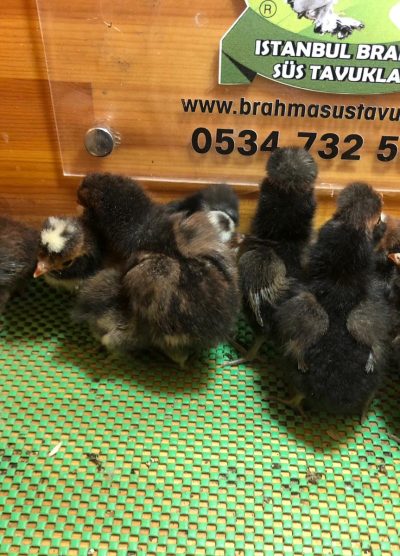 Gold Fizan Civciv 2026