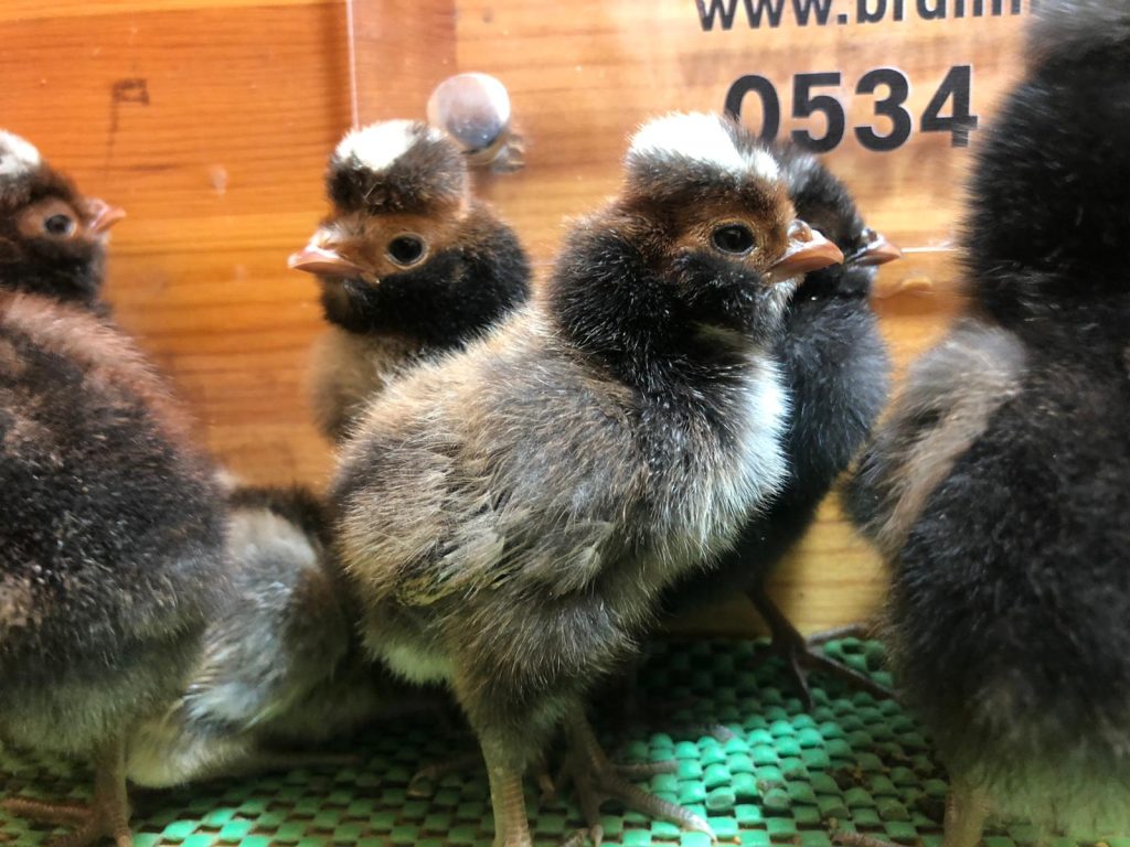 Gold Fizan Tavukları Özellikleri İstanbul Süs TAVUKLARI Gold Fizan Civciv 2026