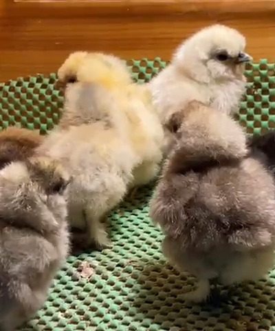 Hollanda Habeş Civciv 2026