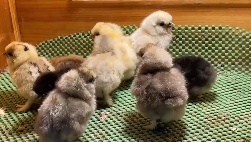 Hollanda Habeş Tavukları Özellikleri İstanbul Süs TAVUKLARI habeş