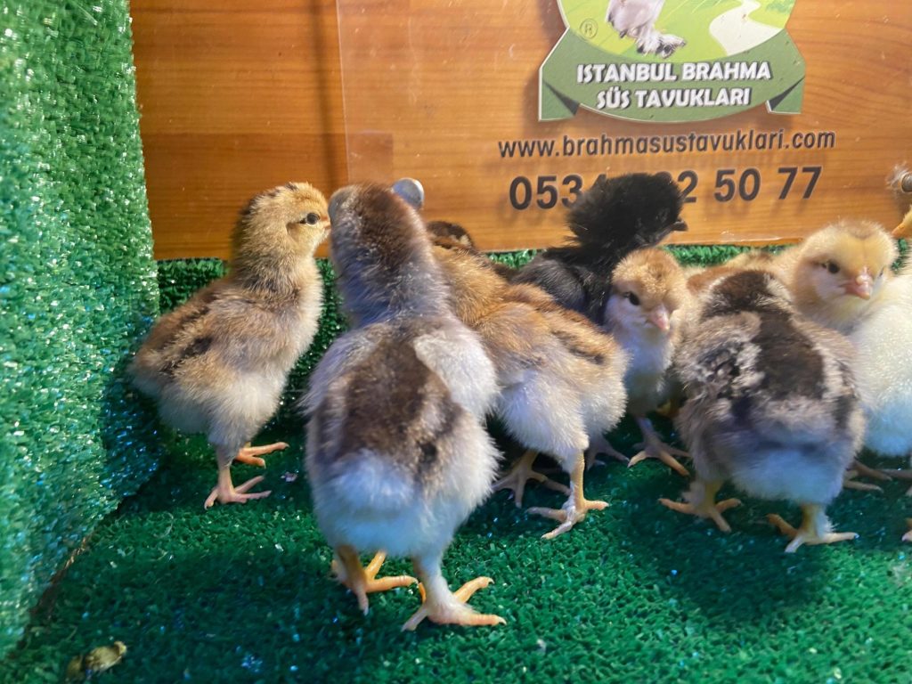 Karışık Köy Tavukları Hakkında Bilgiler İstanbul Süs TAVUKLARI Köy Civcivi 2026