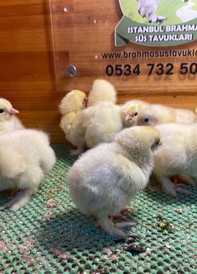 Light Brahma Civciv 2026