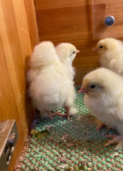 Light Brahma Civciv 2026