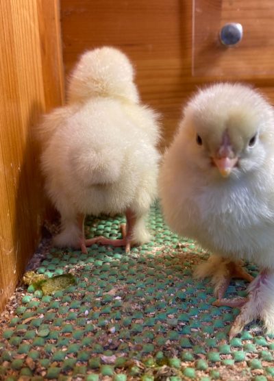 Light Brahma Civciv 2026