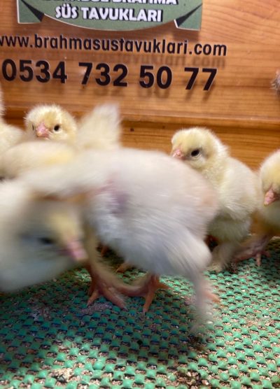 Light Brahma Civciv 2026