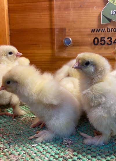 Light Brahma Civciv 2026