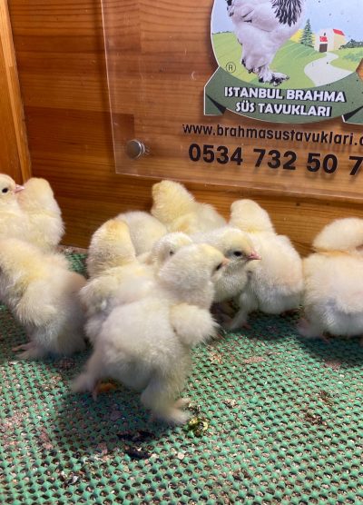 Light Brahma Civciv 2026