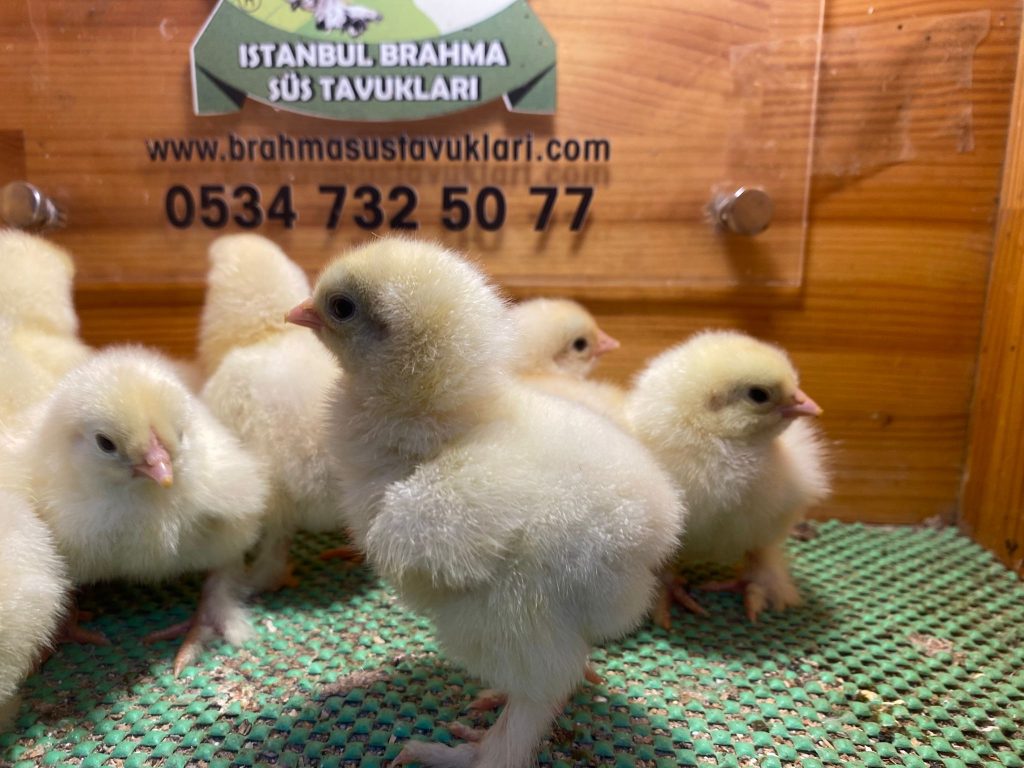 Light Brahma Civciv 2026