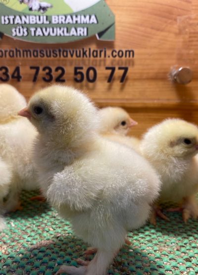 Light Brahma Civciv 2026