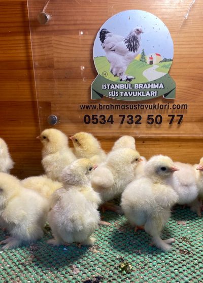 Light Brahma Civciv 2026