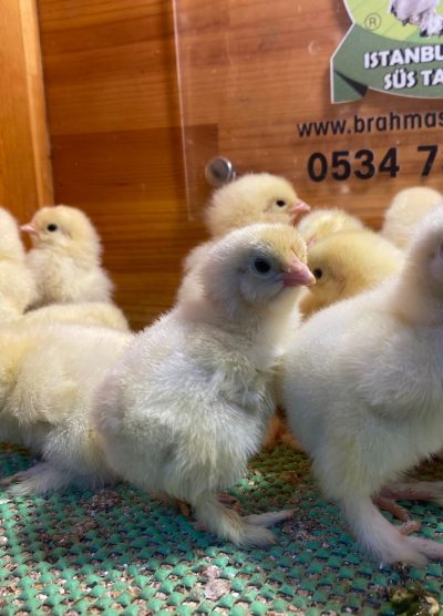 Light Brahma Civciv 2026