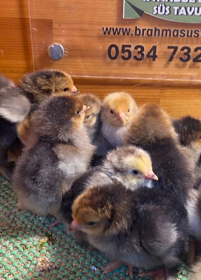 Porselen Brahma Civciv 2026