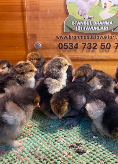 Porselen Brahma Civciv 2026