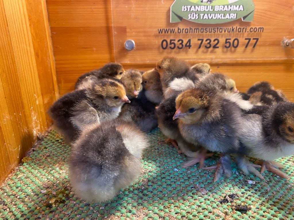 Porselen Brahma Tavuk Özellikleri İstanbul Süs TAVUKLARI Porselen Brahma Civciv 2026