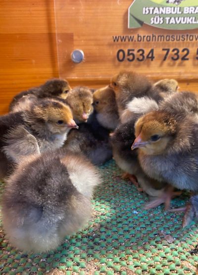 Porselen Brahma Civciv 2026