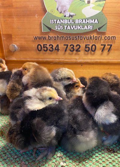 Porselen Brahma Civciv 2026