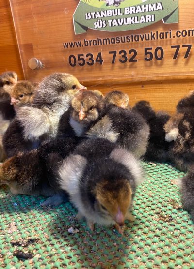 Porselen Brahma Civciv 2026