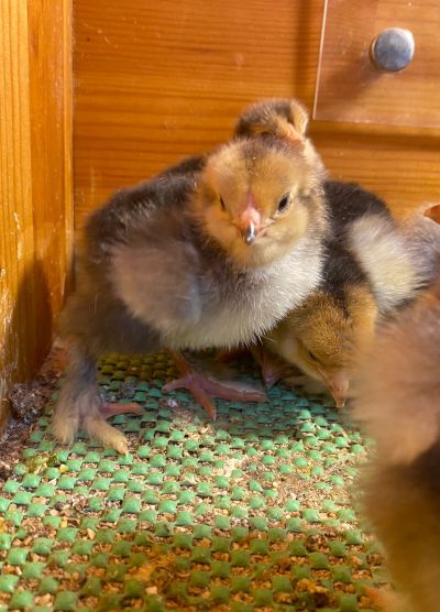 Porselen Brahma Civciv 2026