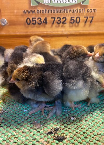 Porselen Brahma Civciv 2026