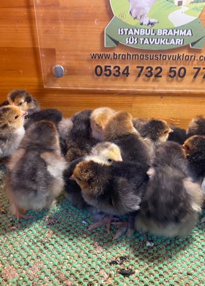 Porselen Brahma Civciv 2026