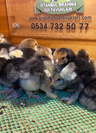 Porselen Brahma Civciv 2026