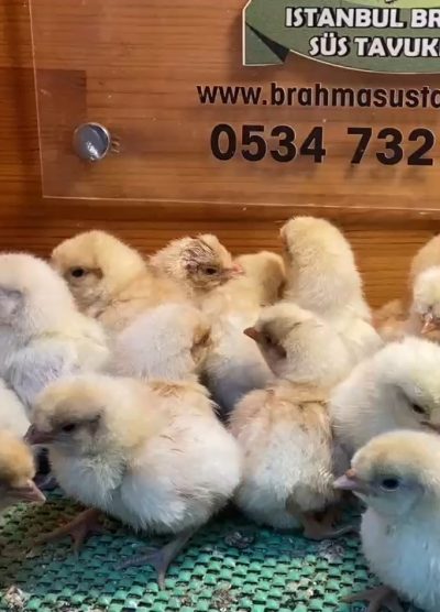 Portakal Appenzeller Civciv 2026