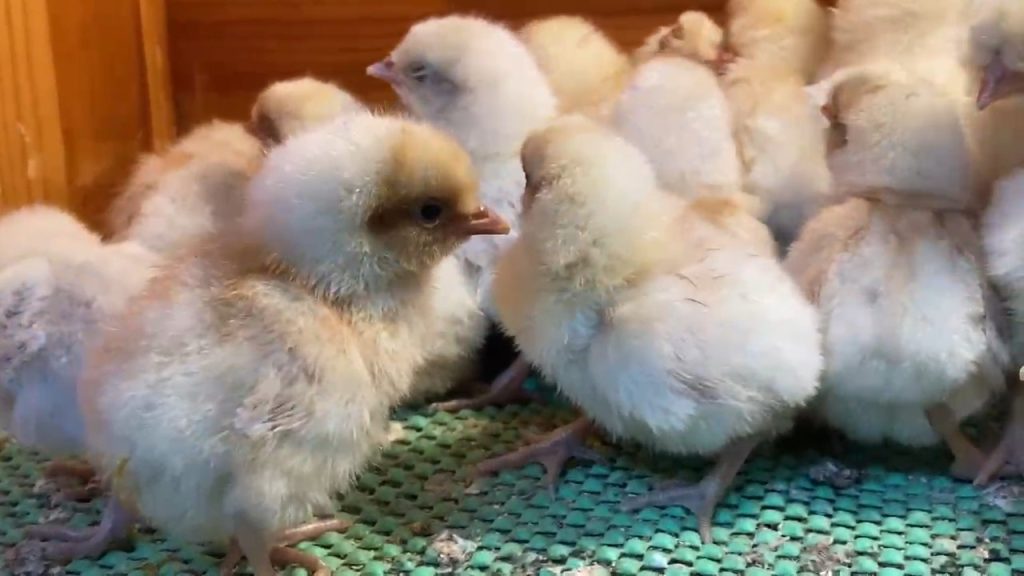 Portakal Appenzeller Hakkında Bilgiler İstanbul Süs TAVUKLARI Portakal Appenzeller Civciv 2026