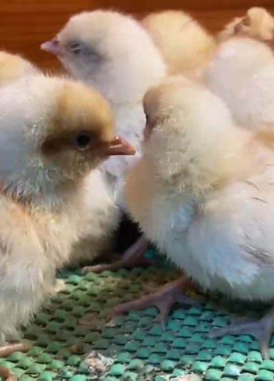 Portakal Appenzeller Civciv 2026