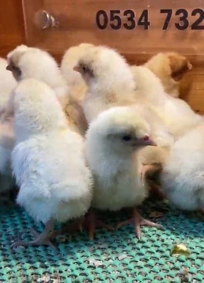 Portakal Appenzeller Civciv 2026