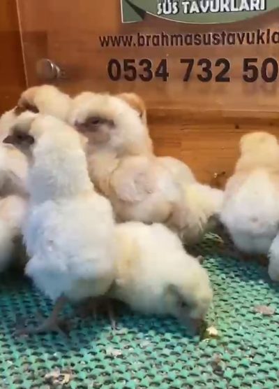 Portakal Appenzeller Civciv 2026