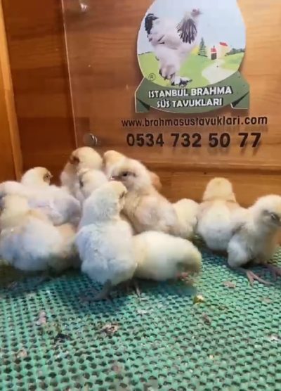 Portakal Appenzeller Civciv 2026